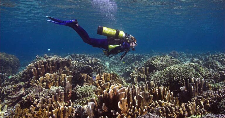 Stav světových korálových útesů: alarmující zpráva o ohrožení
