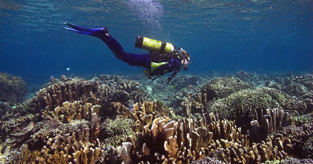 Stav světových korálových útesů: alarmující zpráva o ohrožení