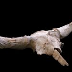 Symbolické nahromadění lebek velkých býložravců v jeskyni Des-Cubierta v Madridu