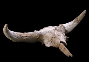 Symbolické nahromadění lebek velkých býložravců v jeskyni Des-Cubierta v Madridu