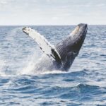 Tajomství dlouhověkosti spočívá v chladu