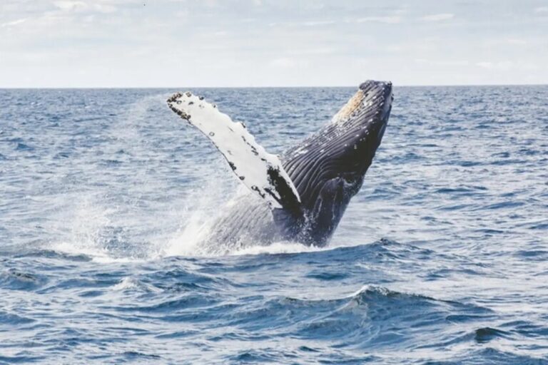 Tajomství dlouhověkosti spočívá v chladu