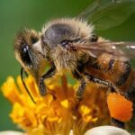 Úloha včel v rozpoznávání obličejů a ochraně biodiverzity