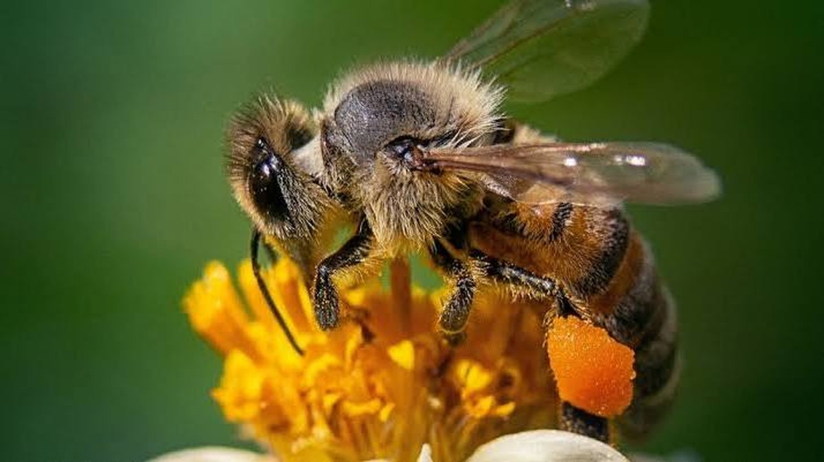 Úloha včel v rozpoznávání obličejů a ochraně biodiverzity