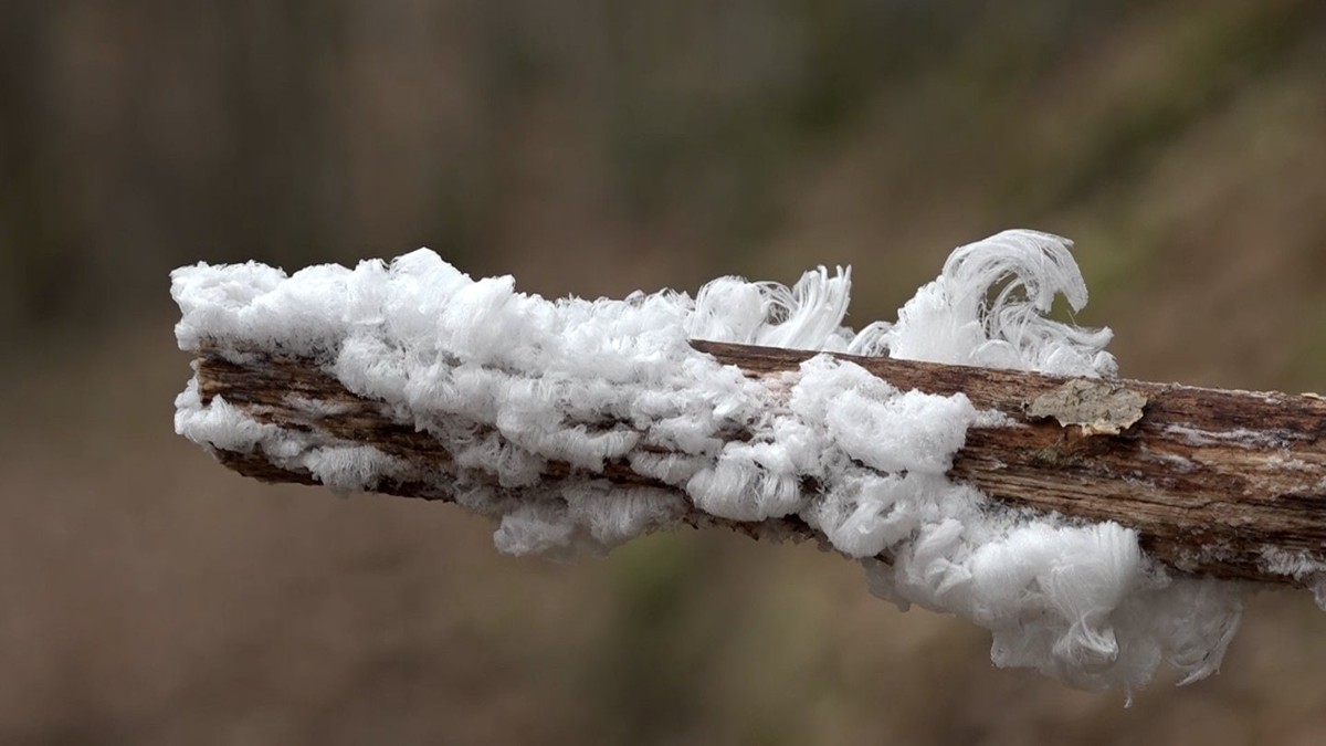 Unikátní přírodní jev: Vlasy ledu v lesích kolem Trieru