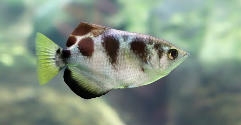 Unikátní ryba: Archerský rybář, která rozbíjí standardy poznání v oboru rozpoznávání obličeje