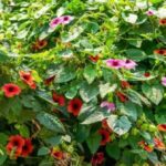 Úvod do kouzelné rostliny