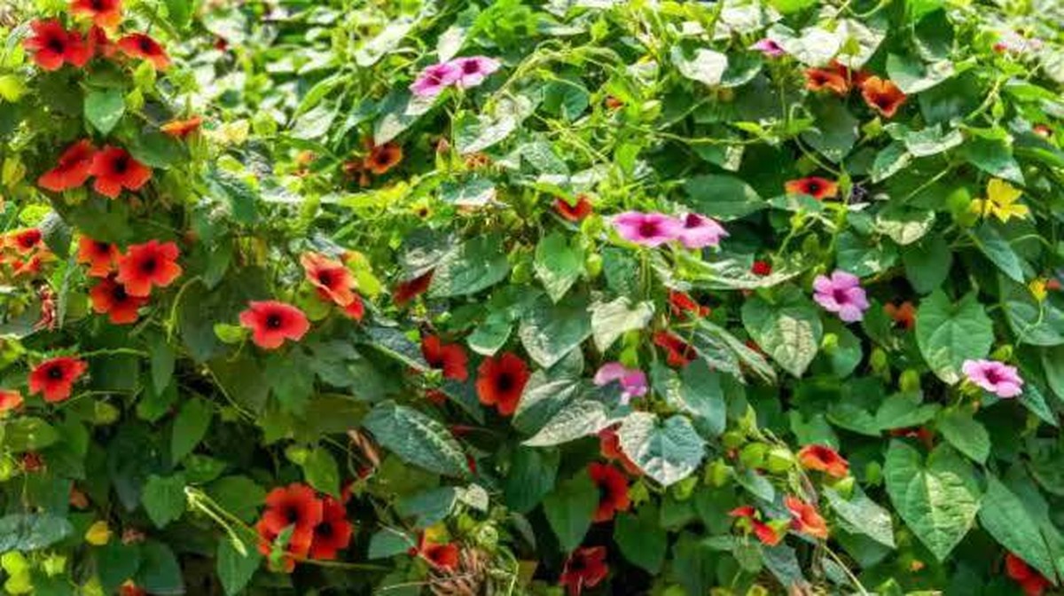 Úvod do kouzelné rostliny