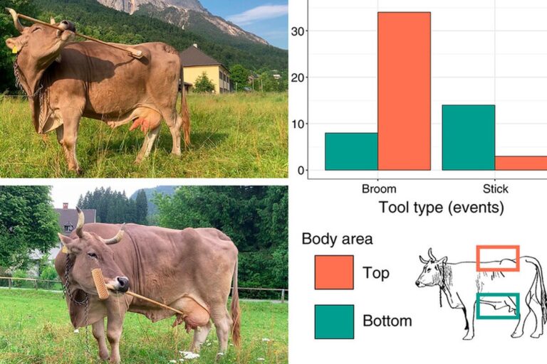 Využití nástrojů u skotu: Případová studie Veroniky