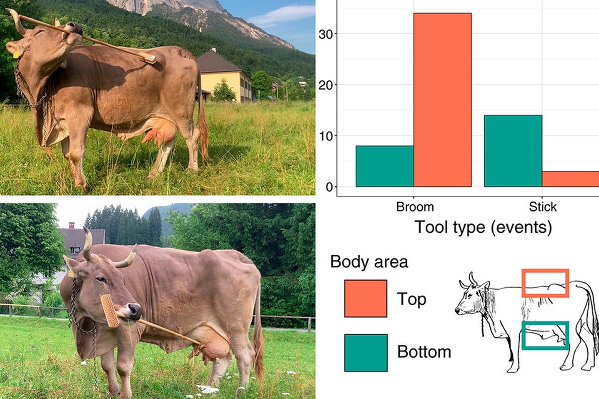 Využití nástrojů u skotu: Případová studie Veroniky