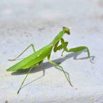 Význam kudlanky v oblasti Feng Shui