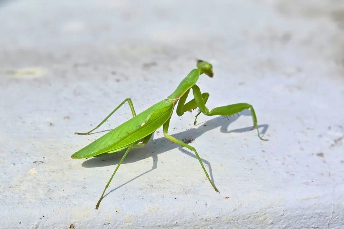 Význam kudlanky v oblasti Feng Shui