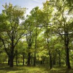 Význam kůry stromů pro zlepšení ovzduší