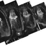 Významném výzkumu: Jak se hlodavci dotýkají světa kolem sebe