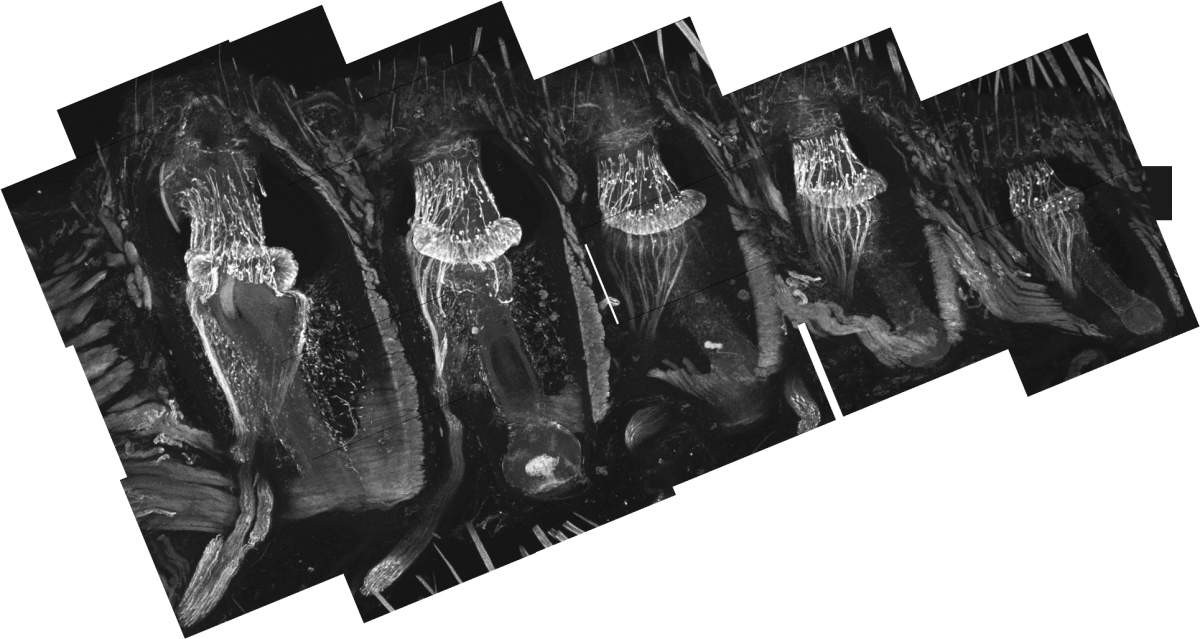 Významném výzkumu: Jak se hlodavci dotýkají světa kolem sebe