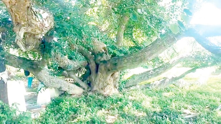 Významný přírodní prvek v Tamil Nadu: Strom "Aayi"