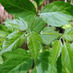 Významný stínový strom pro zahrady