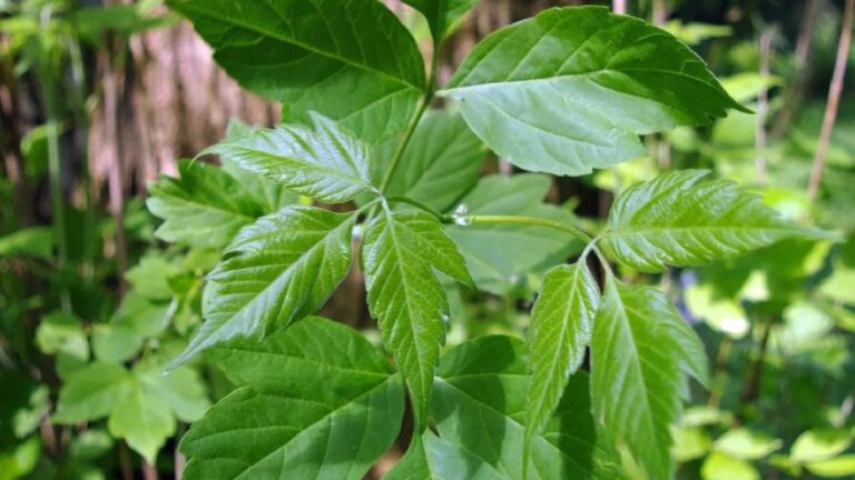 Významný stínový strom pro zahrady