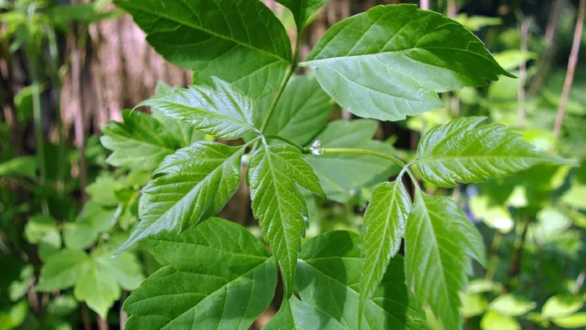 Významný stínový strom pro zahrady