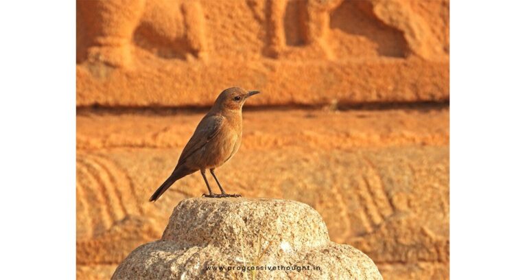 Vzácný hnědý skalinkový pták objeven v Hampi
