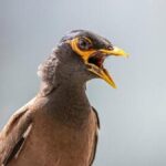 Vznik mýny v Izraeli: Od invaze k přijetí