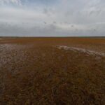 Změna rozšíření sargasa v Atlantiku: rostoucí přítomnost v Karibiku a úbytek v Sargasovém moři