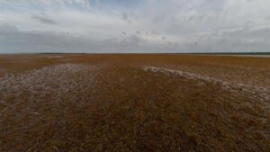 Změna rozšíření sargasa v Atlantiku: rostoucí přítomnost v Karibiku a úbytek v Sargasovém moři