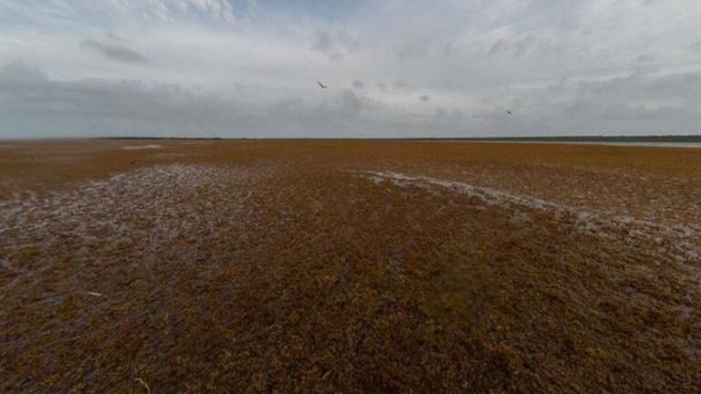 Změna rozšíření sargasa v Atlantiku: rostoucí přítomnost v Karibiku a úbytek v Sargasovém moři