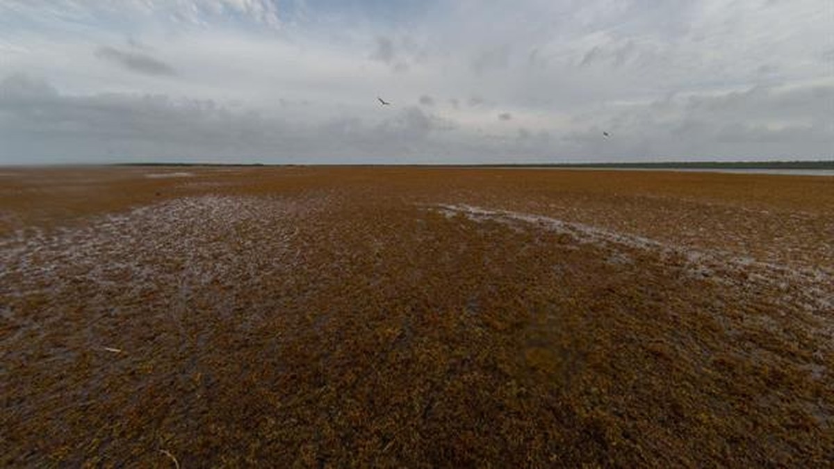 Změna rozšíření sargasa v Atlantiku: rostoucí přítomnost v Karibiku a úbytek v Sargasovém moři