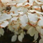 Fascinující bílý buk bez chlorofylu v Moravském krasu