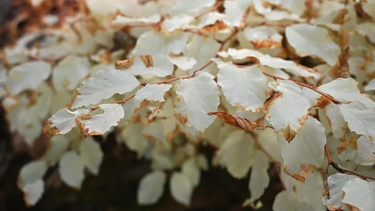 Fascinující bílý buk bez chlorofylu v Moravském krasu