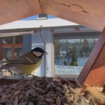 Mimořádné výsledky Ptačí hodinky 2023