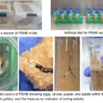 První úspěšná laboratorní kolonie polyfágního štěnice byla založena v Západní Austrálii